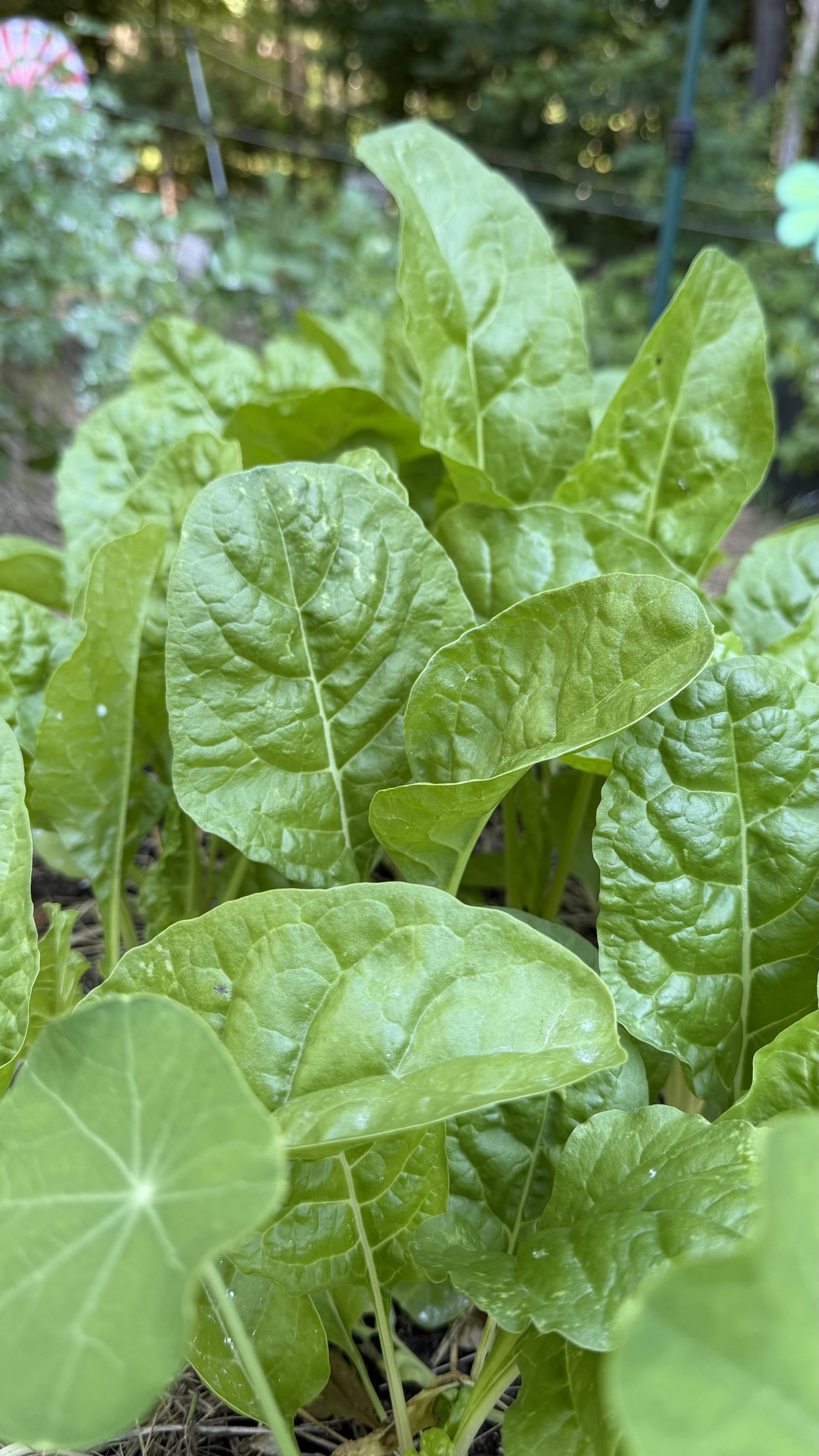 Swiss chard