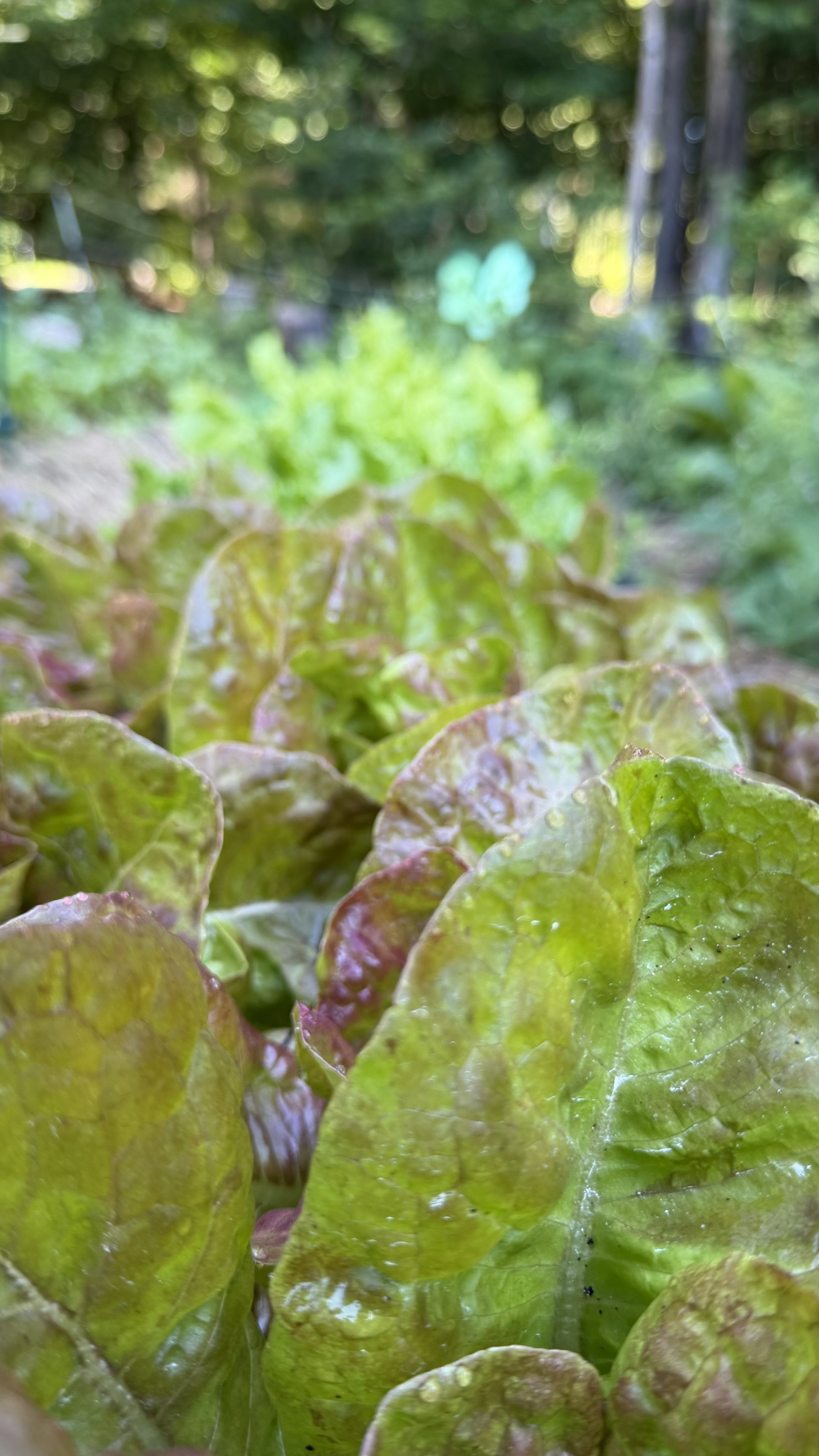 Lettuce