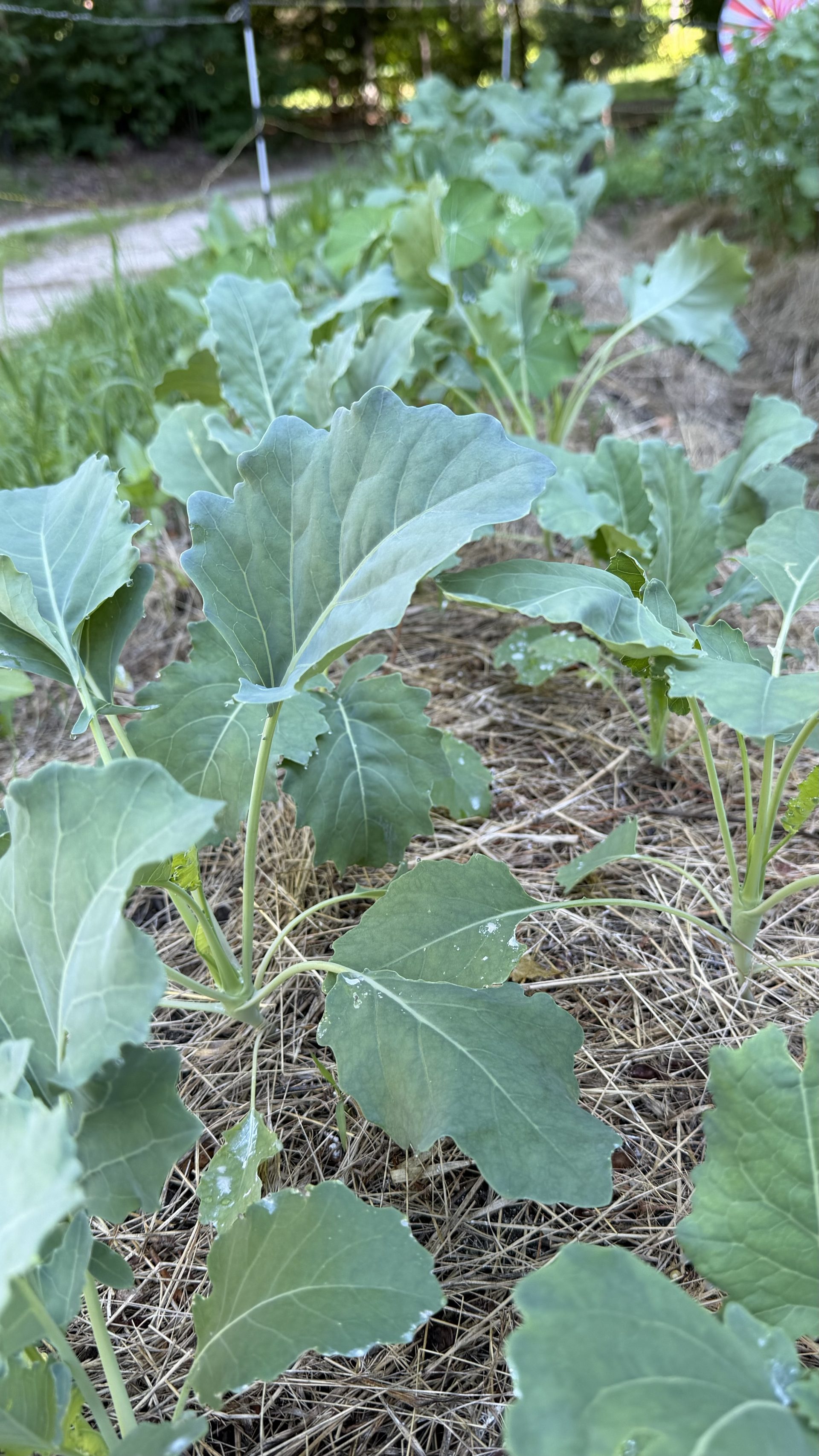 Cauliflower